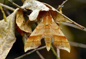 light brown moths attached to branches