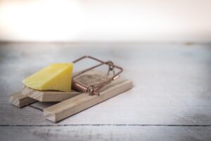 cheese in a mousetrap